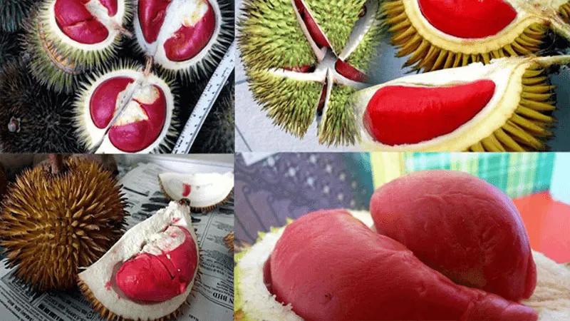 Sầu riêng ruột đỏ là gì? Cách nhận diện và chọn lựa sầu riêng ruột đỏ ngon