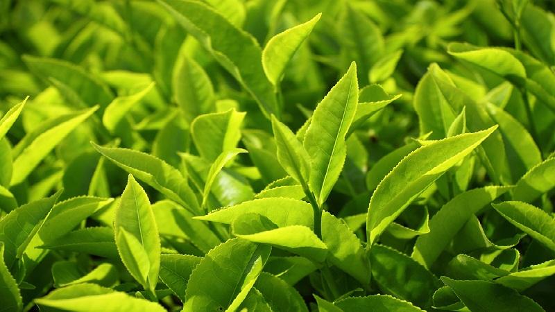 Có đúng rằng tắm bằng lá có thể làm da bé trở nên sẫm màu? Cùng tìm hiểu về những lợi ích và sự thật đằng sau thói quen tắm lá cho bé này.