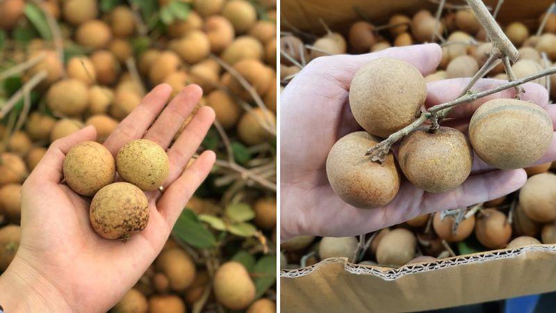 Loại nhãn bắp cải có mức giá lên đến hơn 200.000 đồng/kg nhưng vẫn luôn cháy hàng, không bao giờ thiếu khách.