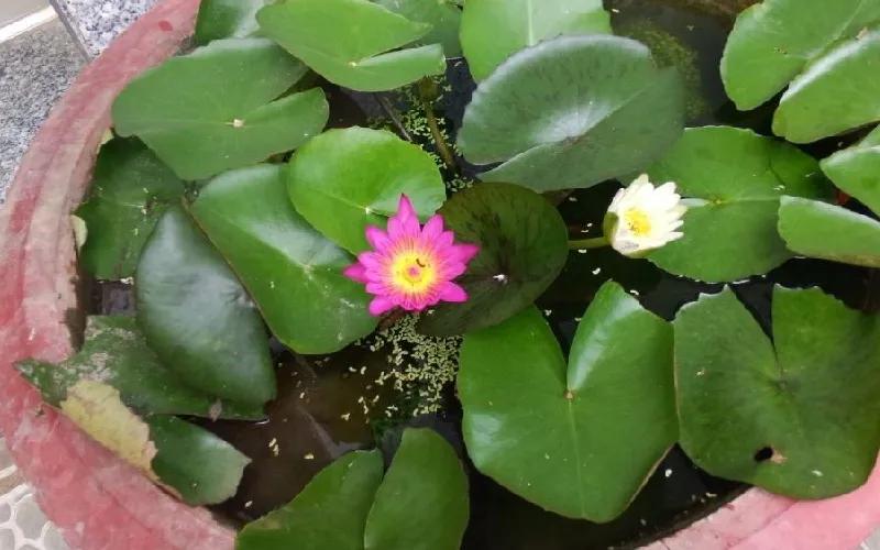 Hướng dẫn trồng và chăm sóc sen nhật mini để cây ra hoa tươi đẹp