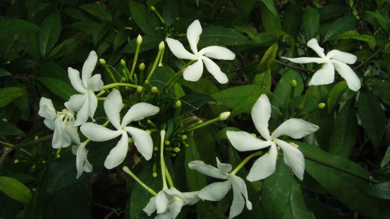 Cây mai vạn phúc: Khám phá vẻ đẹp, ý nghĩa sâu sắc, hình ảnh tuyệt vời, cùng cách trồng và chăm sóc tại gia.