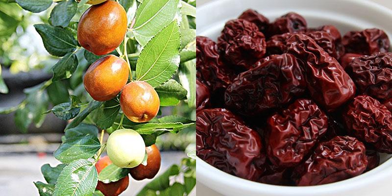 Khám phá những bí mật về táo tàu mà bạn có thể chưa biết đến