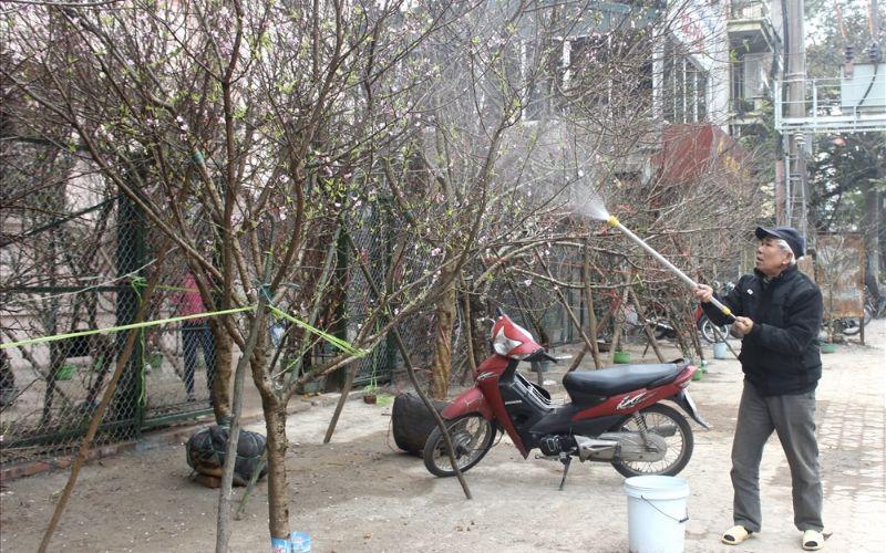 Tưới 5 loại nước này cho hoa đào để chắc chắn rằng hoa sẽ nở rực rỡ đúng dịp Tết, mang lại không khí xuân tươi mới cho ngôi nhà của bạn.