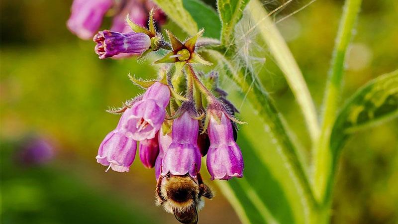 Allantoin - thành phần tuyệt vời mà làn da khô không thể thiếu
