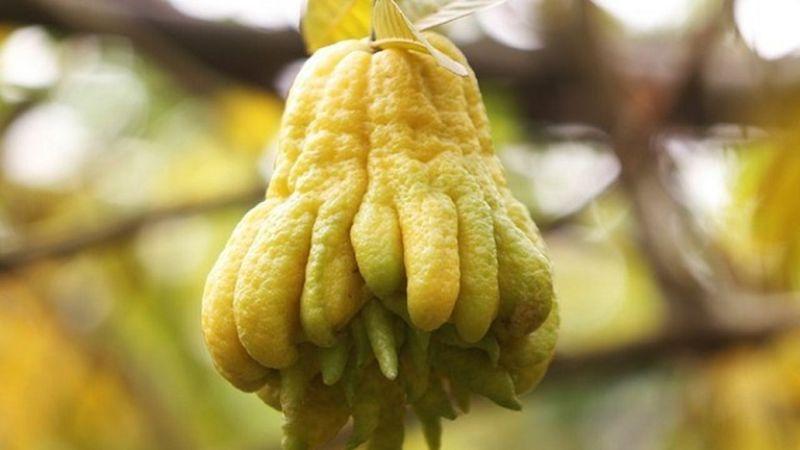 Quả phật thủ không chỉ là vật trang trí mà còn là phương thuốc chữa ho hữu hiệu khi sử dụng đúng cách.