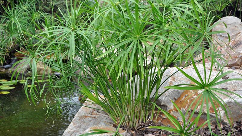 Cây thủy trúc – Bí quyết phong thủy và những cách chăm sóc giúp cây luôn xanh tươi