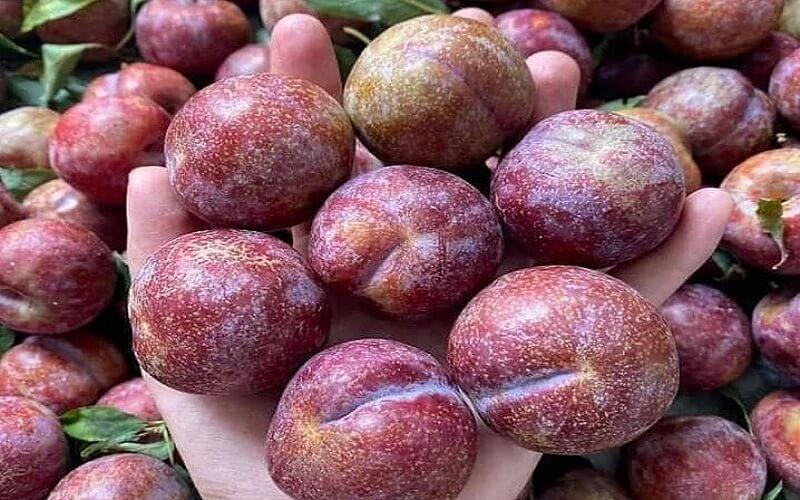Giá mận Bắc (mận Hà Nội) hiện nay là bao nhiêu cho 1kg? Cập nhật giá mận 2022 tại Hà Nội.