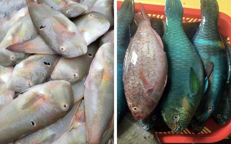 Cách lựa chọn cá mó tươi ngon, không bị ươn để chế biến món ăn hấp dẫn.