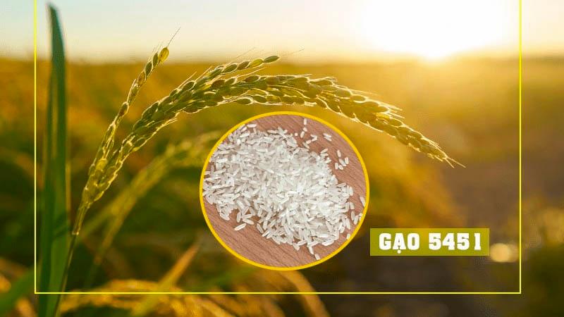 Gạo OM 5451 là gì? Công dụng tuyệt vời của loại gạo này.
