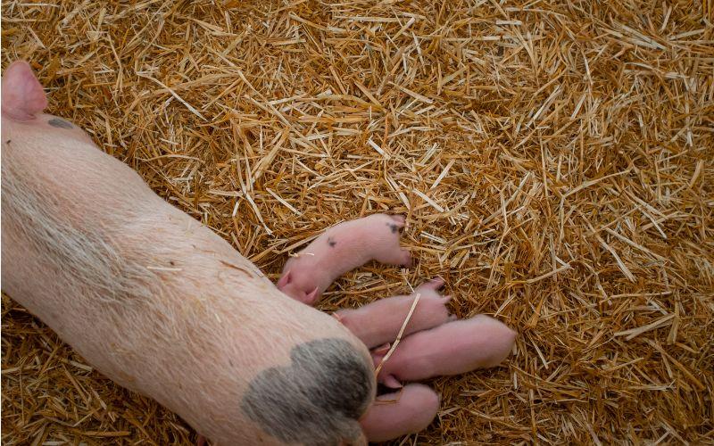 Giá heo hơi ngày 5/7: Miền Bắc tiếp tục ghi nhận mức tăng