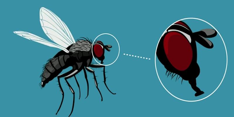Khi ruồi đậu vào thức ăn, liệu có cần phải vứt bỏ ngay? Đây không phải là câu hỏi đơn giản!