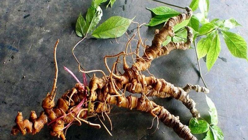 Khám phá 10 giống sâm quý hiếm phổ biến đang được trồng ở Việt Nam, mỗi loại sâm đều mang trong mình những giá trị vô giá đối với sức khỏe con người.