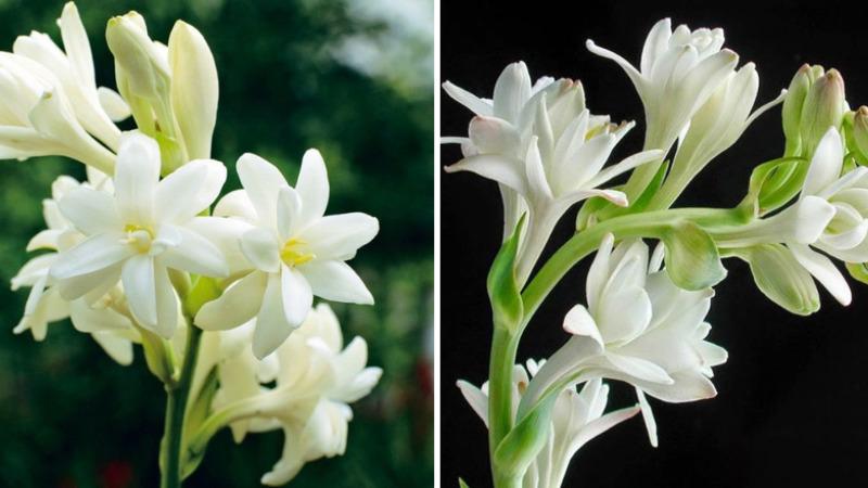 Để không gian sống luôn tràn ngập hương thơm tự nhiên, bạn đừng bỏ qua việc trồng 4 loài cây này.