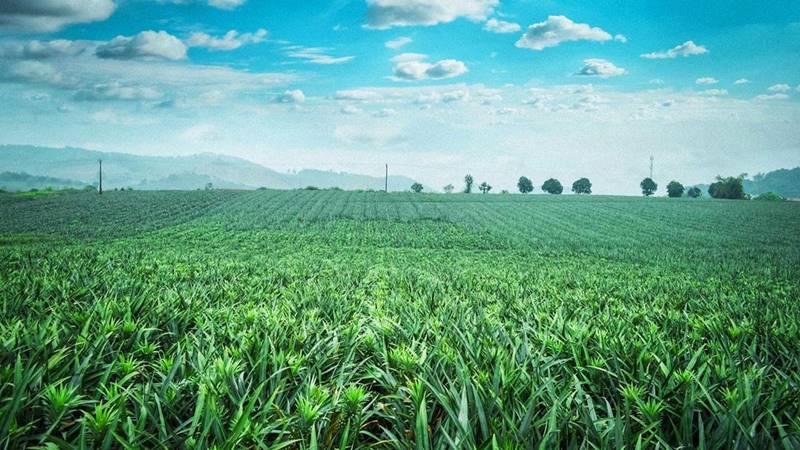 Khám phá tọa độ Đồi dứa Tam Điệp, Ninh Bình – điểm đến lý tưởng cho những ai yêu thích vẻ đẹp thiên nhiên nguyên sơ và bình yên.