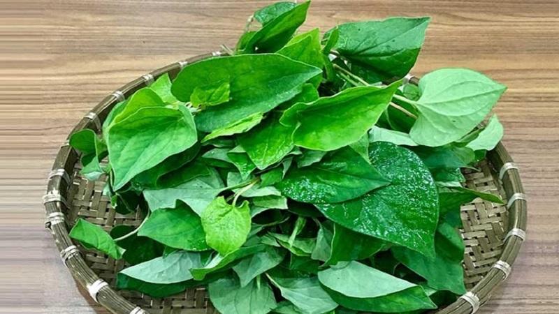 Diếp cá có thực sự giúp chữa bệnh trĩ? Khám phá 5 cách điều trị trĩ hiệu quả tại nhà với diếp cá.