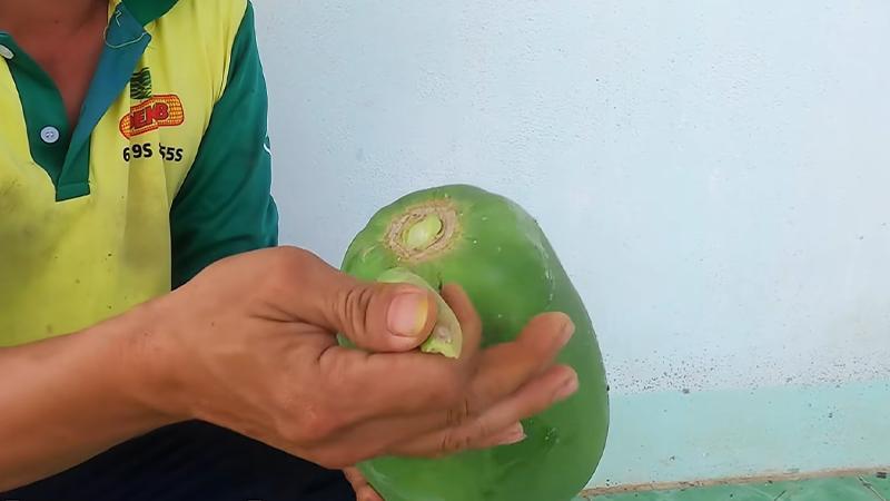 Lấy hạt đu đủ nhanh chóng mà không cần bổ quả, chỉ với vài bước đơn giản nhưng hiệu quả, bạn sẽ ngạc nhiên về sự tiện lợi này.