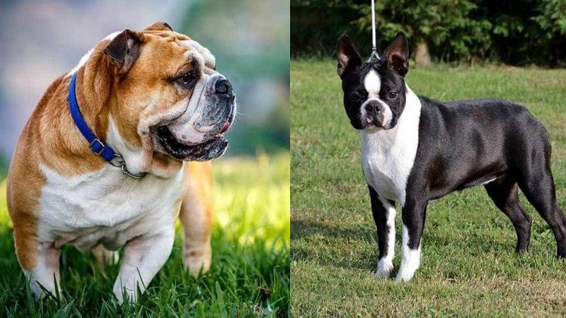 Hướng dẫn cách huấn luyện chó Pitbull nghe lời hiệu quả dành cho người mới bắt đầu