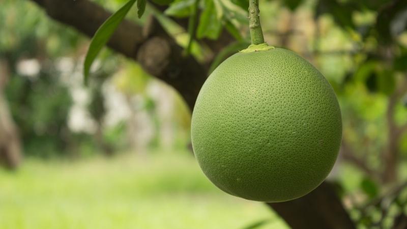 Làm sao để chọn được những quả bưởi ngọt, mọng nước và đầy đủ dưỡng chất? Hãy cùng khám phá những bí quyết để chọn mua bưởi ngon nhất cho gia đình bạn.