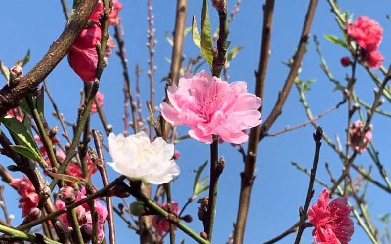 Hướng dẫn chi tiết cách trồng và chăm sóc cây đào sau Tết, giúp cây phát triển mạnh mẽ và ra hoa tươi tốt cho những mùa sau.