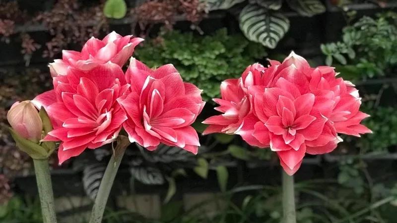 Khám phá ý nghĩa và cách trồng, chăm sóc hoa lan huệ để đạt được vẻ đẹp rực rỡ và nở đều. Tripi sẽ chia sẻ với bạn bí quyết để loài hoa này luôn tươi tắn trong vườn nhà.