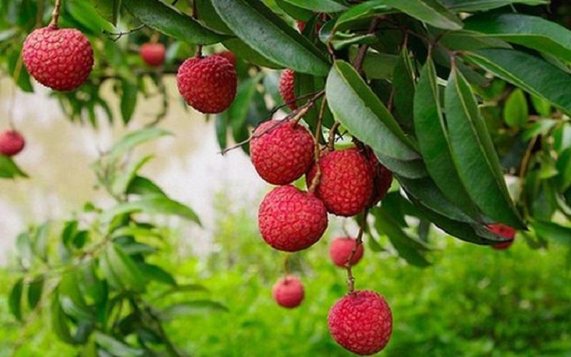 Bí quyết chọn vải chín mọng, ngọt mát và ít sâu từ những người bán vải lâu năm
