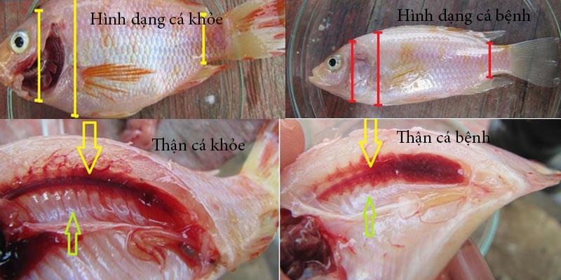 Phân biệt cá diêu hồng khỏe mạnh và mắc bệnh