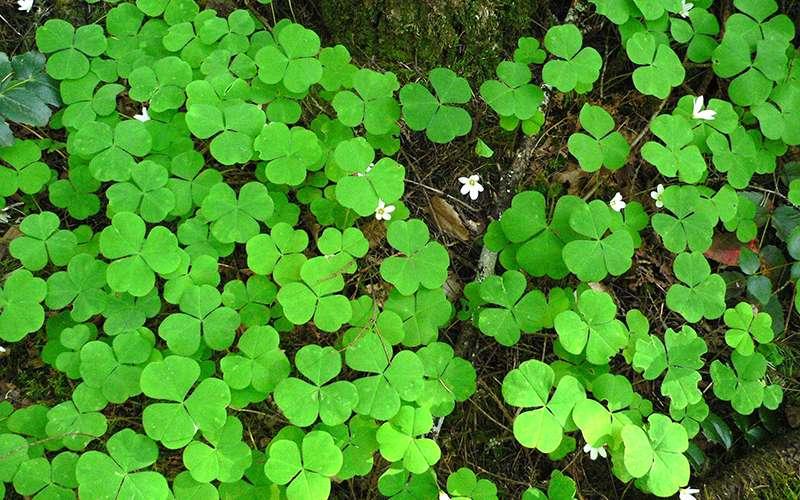 Khám phá cách trồng, ý nghĩa và những sự thật thú vị về cỏ ba lá