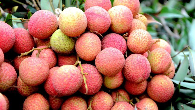 Loại vải này không chỉ có giá trị cao mà còn được săn đón mỗi khi vào mùa, tuy nhiên, chỉ có một số ít vùng trồng được loại vải này.