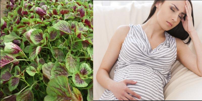 Những sai lầm cần tránh khi ăn rau dền