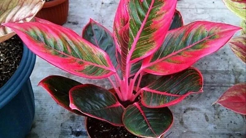 Khám phá 60 loại cây lá màu sắc rực rỡ, dễ chăm sóc, lý tưởng cho không gian sống của bạn.