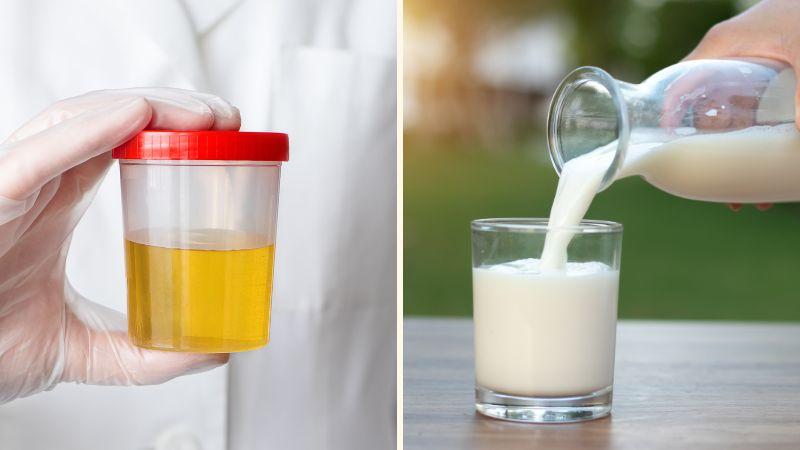 Có thực sự chính xác khi thử nước tiểu với sữa tươi để đoán giới tính thai nhi?
