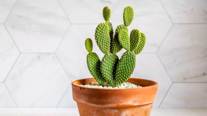 Khám phá 10 giống xương rồng mini tuyệt đẹp, được đông đảo yêu thích