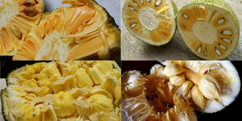 Hướng dẫn cách phân biệt, lựa chọn và làm sạch nhựa mít hiệu quả