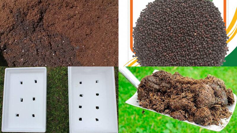 Trồng cải bẹ xanh ngay tại nhà giờ đây trở nên đơn giản và thuận tiện hơn bao giờ hết, mang đến cho bạn nguồn rau sạch dễ dàng chăm sóc.