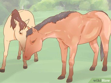 Nhận diện ngựa cái mang thai: Các dấu hiệu cần chú ý