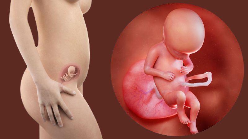 Khi thai nhi bước sang tuần 17, mẹ cần lưu ý những yếu tố quan trọng để đảm bảo sức khỏe cho cả hai mẹ con trong giai đoạn này.
