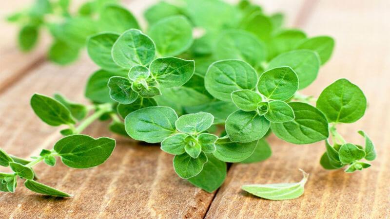 Tại sao không thử trồng cây Oregano ngay trong khuôn viên nhà mình? Đây là một gợi ý thú vị để tận dụng không gian sống và mang lại nhiều lợi ích cho sức khỏe cũng như bữa ăn.