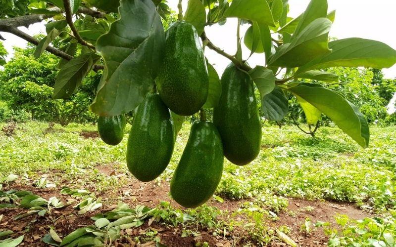 Cây bơ con: Tìm hiểu ý nghĩa, hình ảnh và cách trồng, chăm sóc ngay tại nhà