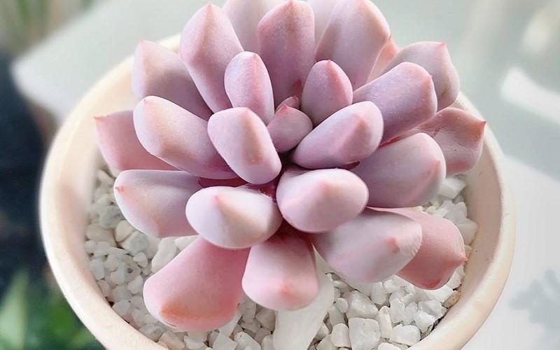 Sen đá hồng: Những đặc điểm độc đáo, ý nghĩa sâu sắc và cách trồng chuẩn xác