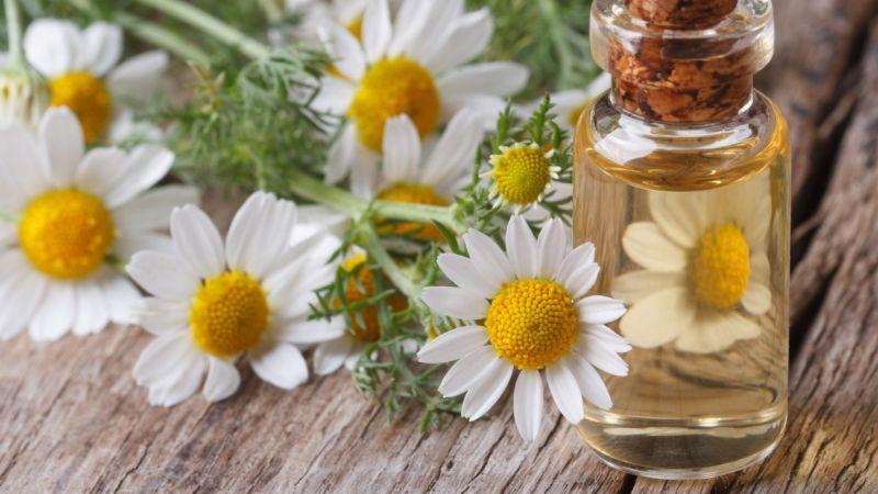 Chiết xuất hoa cúc La Mã (Chamomile Extract) là gì và nó mang lại những lợi ích gì cho làn da của bạn?