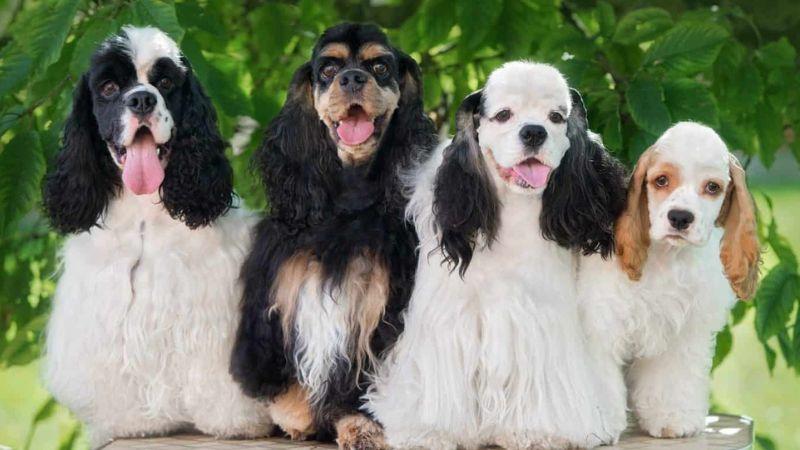 Chó Cocker Spaniel, một giống chó dễ thương với bộ lông dày và tính cách thông minh, nhanh nhẹn, luôn dễ dàng chiếm trọn tình cảm của mọi người. Chúng là những người bạn trung thành và thân thiện, đặc biệt là với các gia đình. 