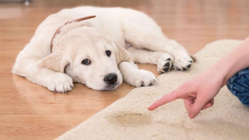 6 phương pháp huấn luyện chó đi vệ sinh đúng cách, hiệu quả
