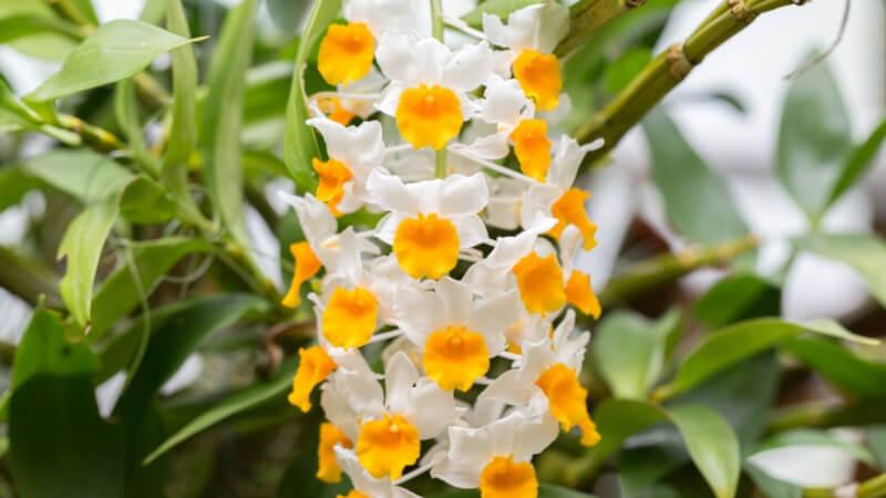 Khám phá vẻ đẹp và đặc trưng của hoa chi lan hoàng thảo, cùng cách trồng và chăm sóc để loài hoa này luôn tỏa sáng trong không gian của bạn.