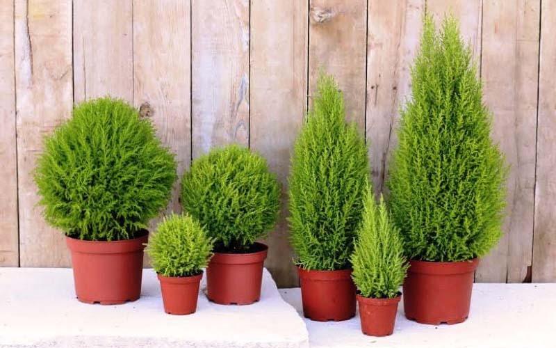 Cây tùng thơm: Ý nghĩa phong thủy, hình ảnh đặc trưng, cách trồng và chăm sóc tại nhà