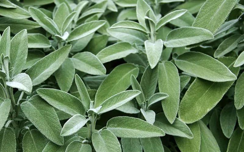 Xô thơm (Sage) là gì? Công dụng và cách sử dụng xô thơm đúng cách