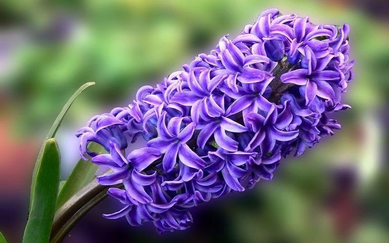 Hoa Tiên Ông (Dạ Lan Hương): Khám phá ý nghĩa, công dụng và những bí quyết trồng loài hoa này để mang lại vẻ đẹp và sự may mắn cho không gian sống của bạn.