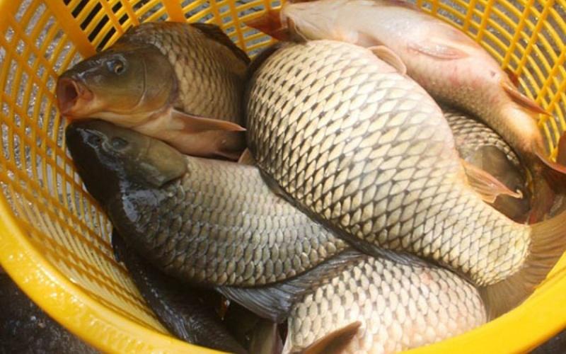 Cá chép kho tộ đậm đà, thơm lừng, ăn kèm cơm trắng thì tuyệt vời khó cưỡng