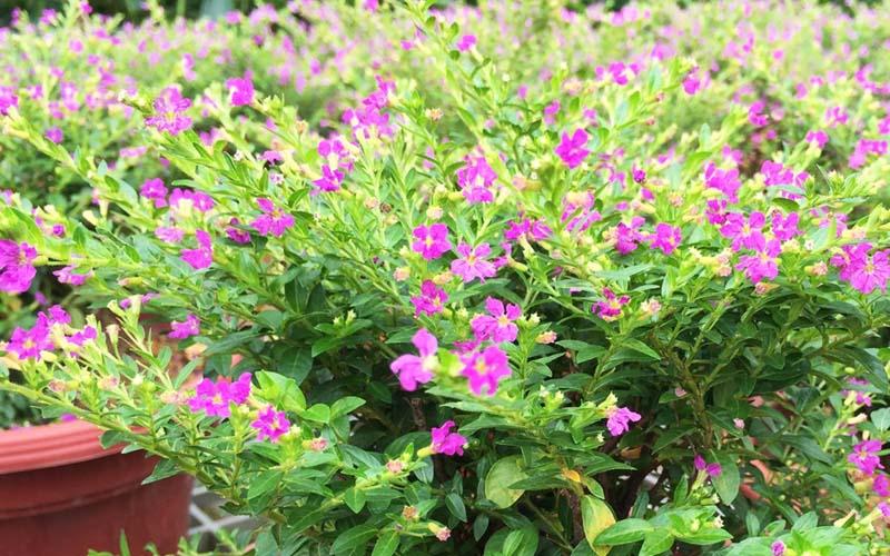 Khám phá vẻ đẹp, công dụng và cách trồng, chăm sóc cây cẩm tú mai – một loài cây mang lại không gian sống xanh mát và sức sống mới cho ngôi nhà của bạn.