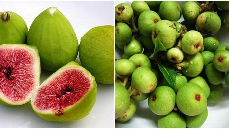 Khám phá 3 phương pháp hiệu quả từ quả sung giúp điều trị bệnh trĩ nhanh chóng, phục hồi nhanh