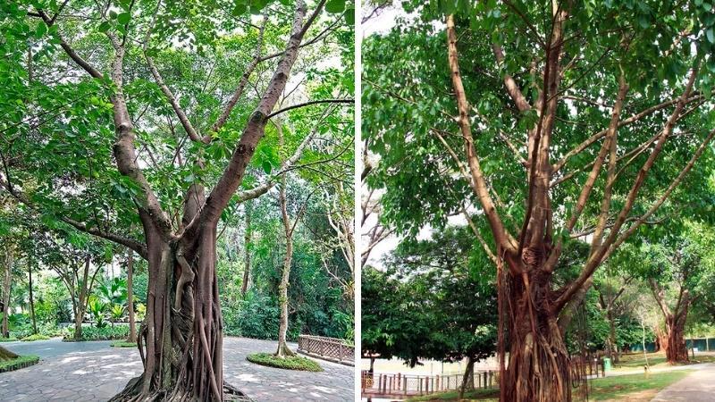 Cây sộp: Ý nghĩa, hình ảnh, cách trồng và chăm sóc ngay tại nhà
